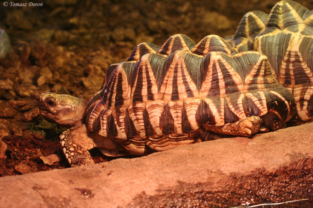 Burmese Starred Tortoise (Geochelone platynota)