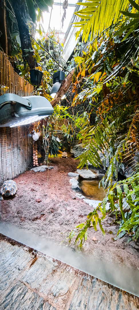 Burmese Starred Tortoise