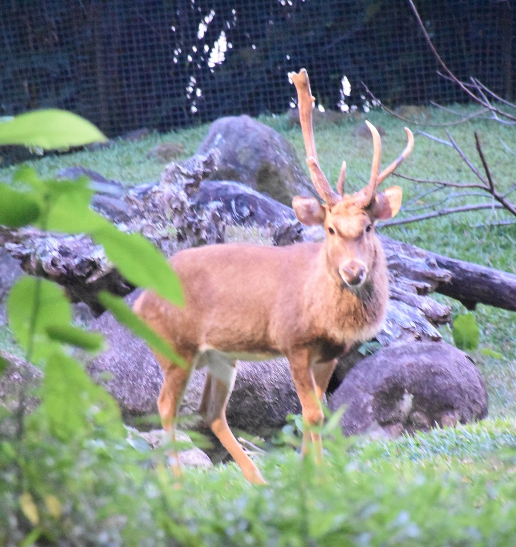 Burmese Thamin (Panolia eldii thamin)