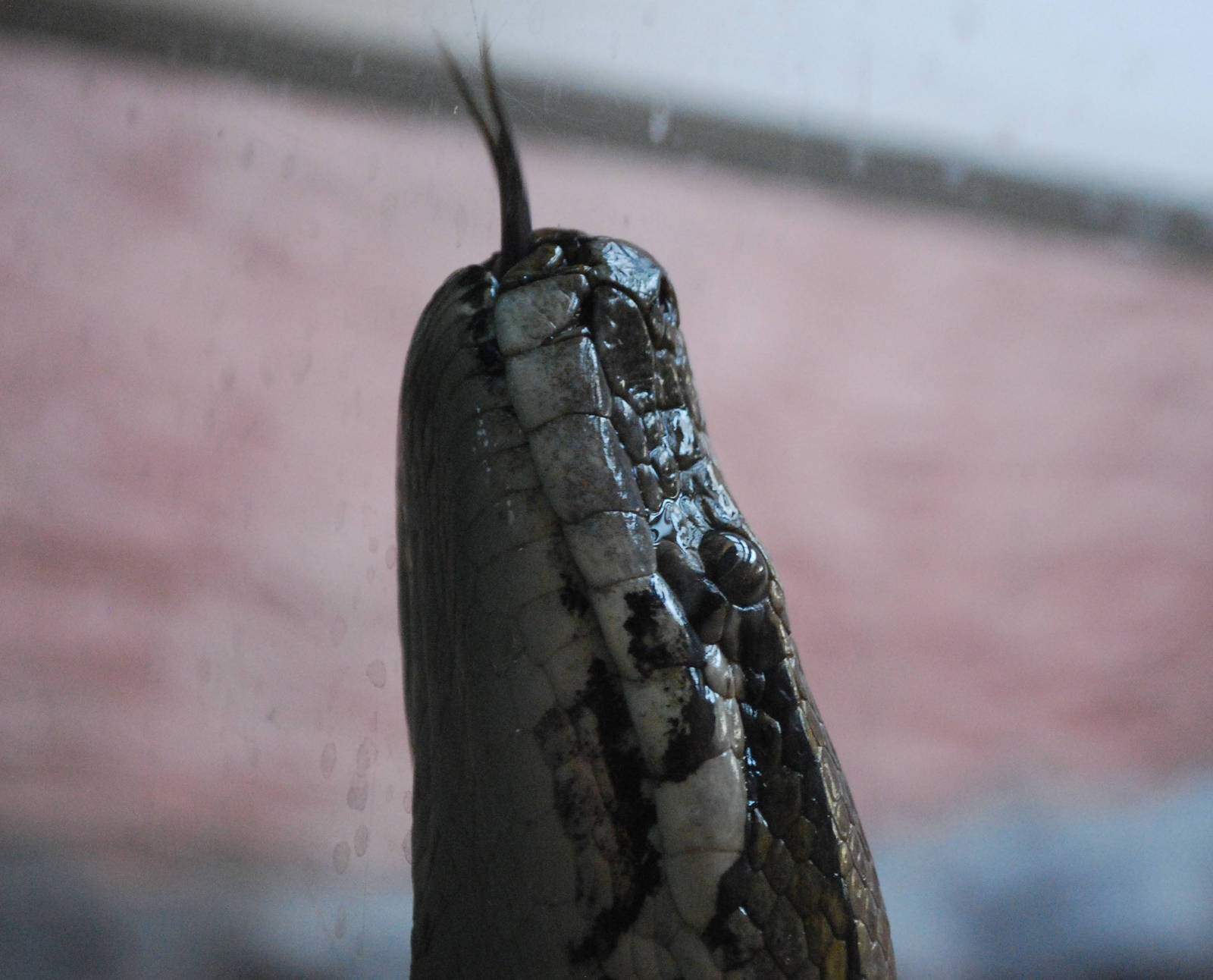 BURMESE TONGUE IN IT TO THE TOP