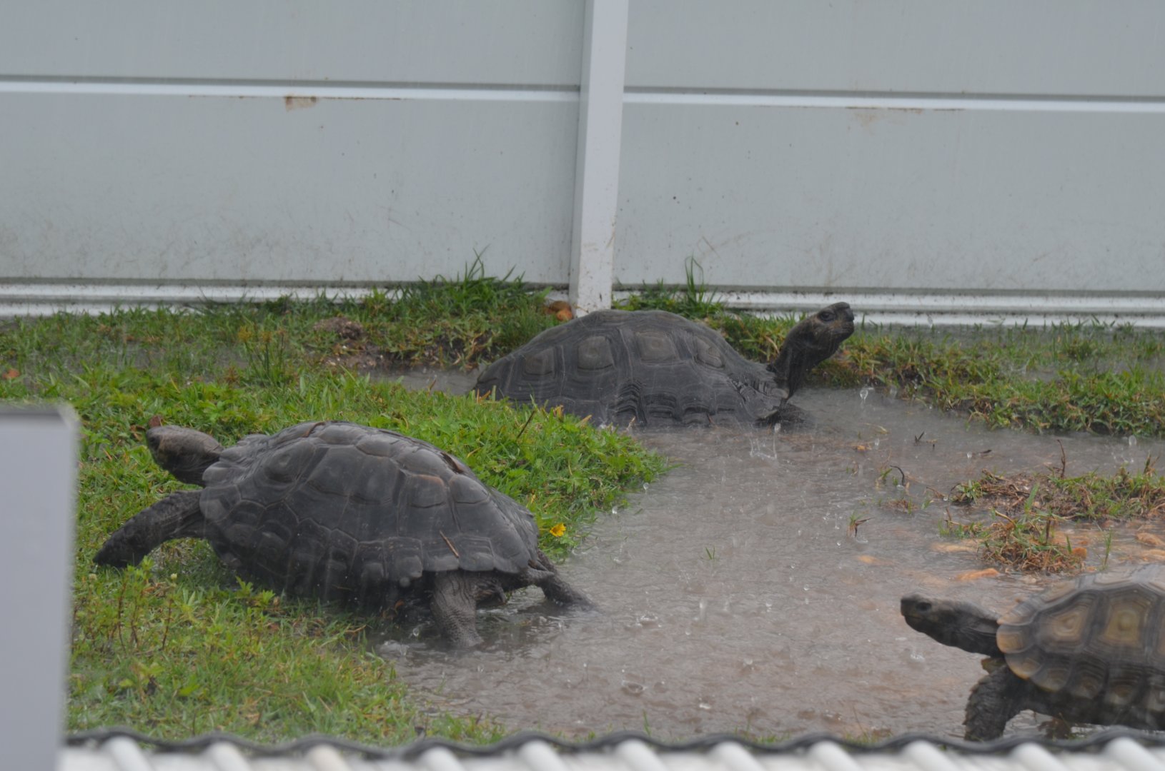 Burmese Tortoise Enclosure (Flooded from Rain)