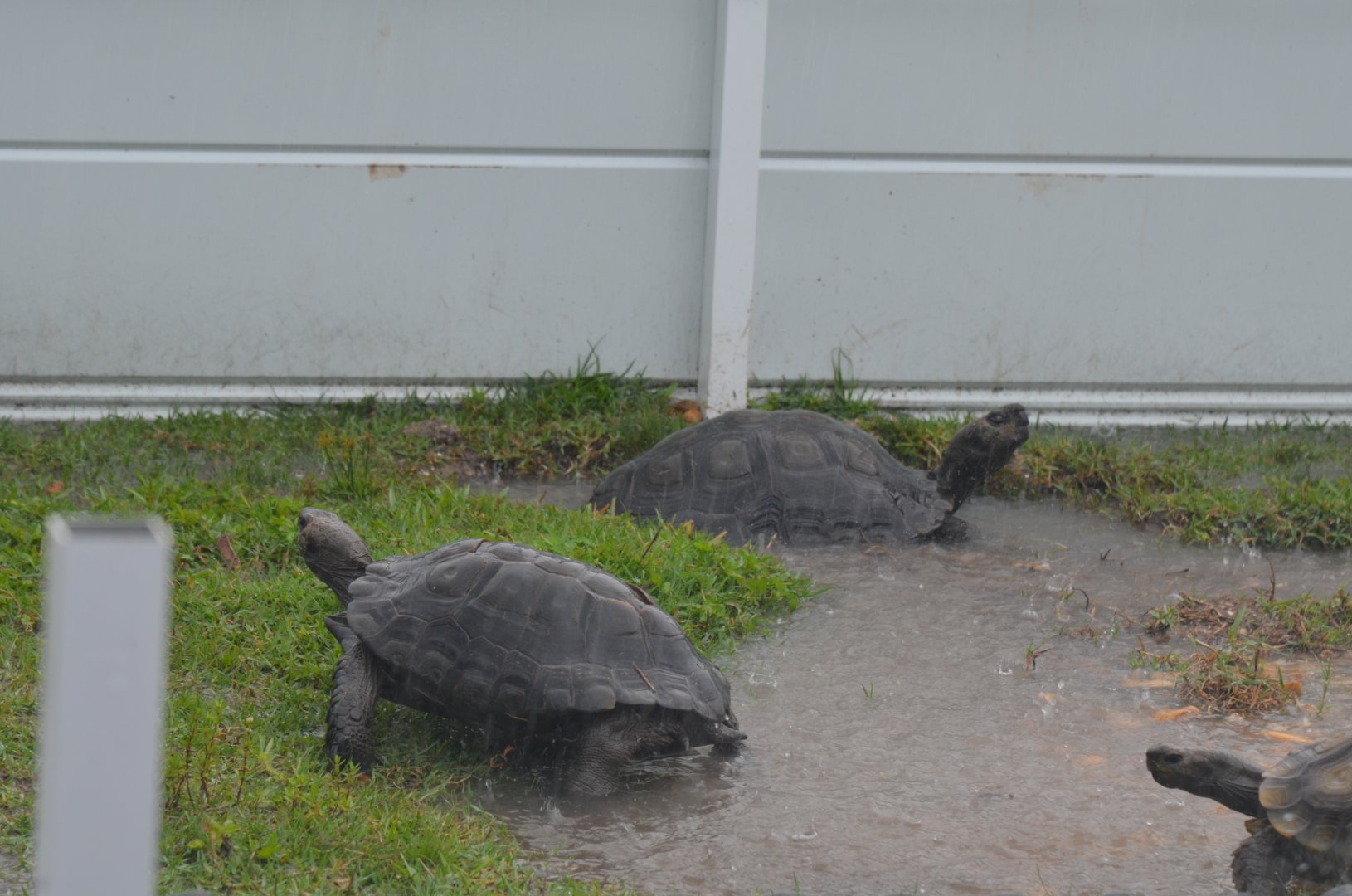 Burmese Tortoise Enclosure (Flooded from Rain)