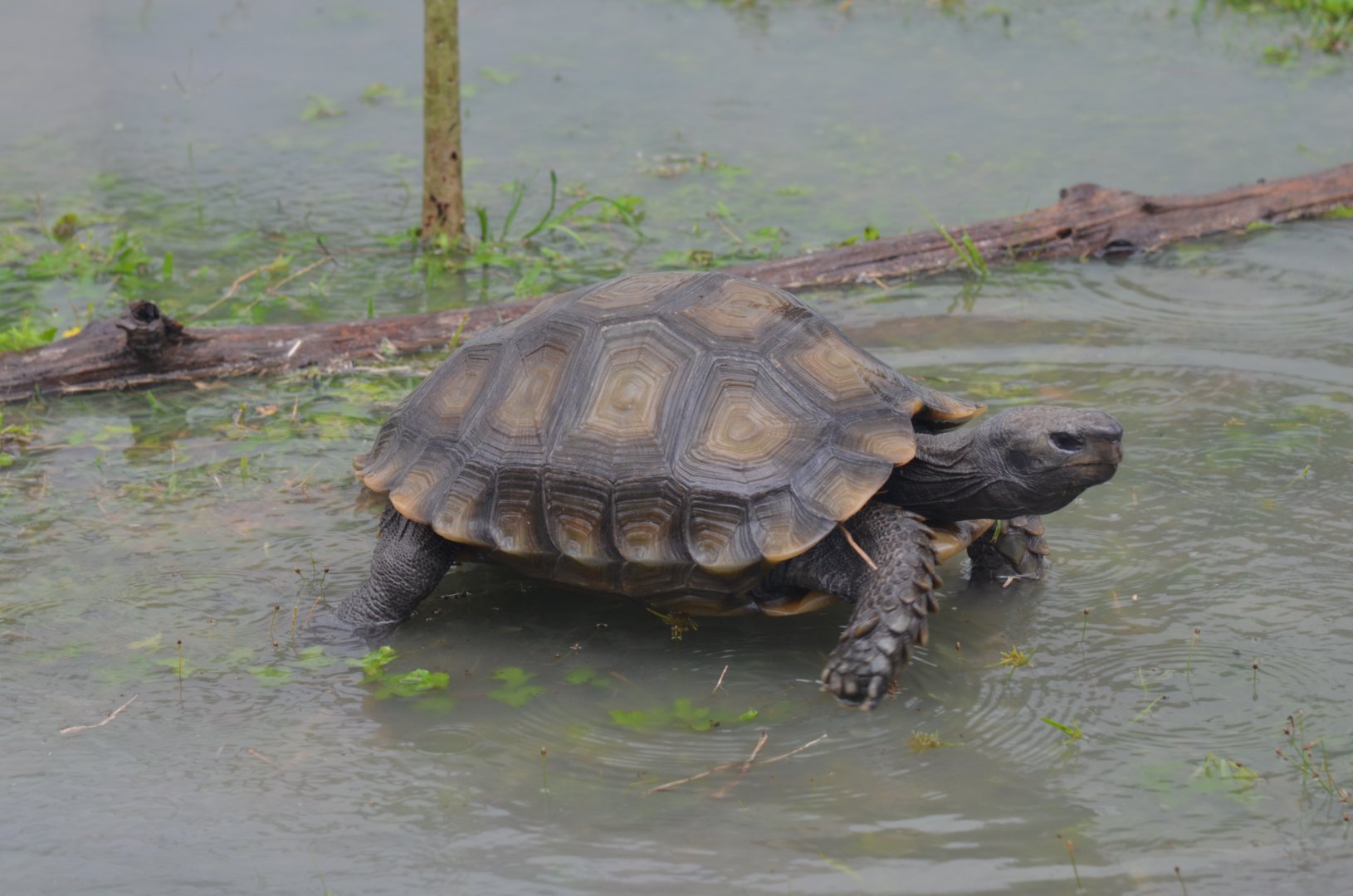 Burmese Tortoise
