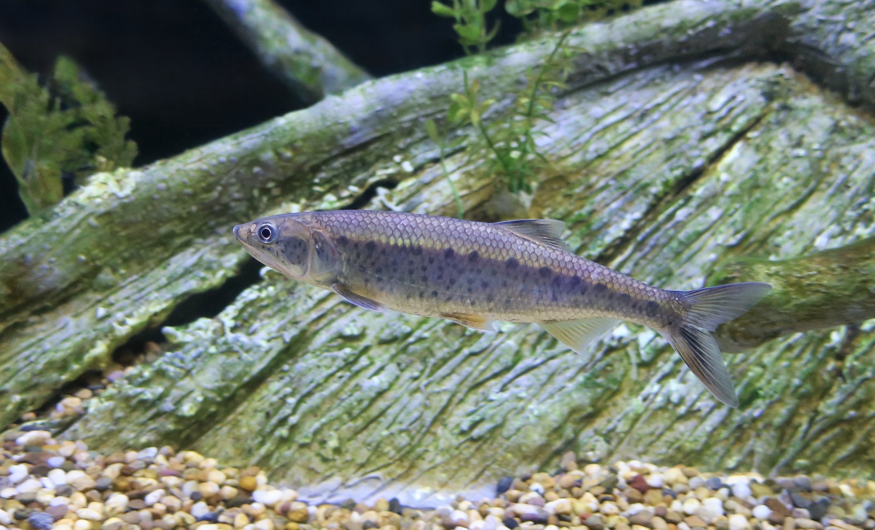 Burmese Trout (Raiamas guttatus)