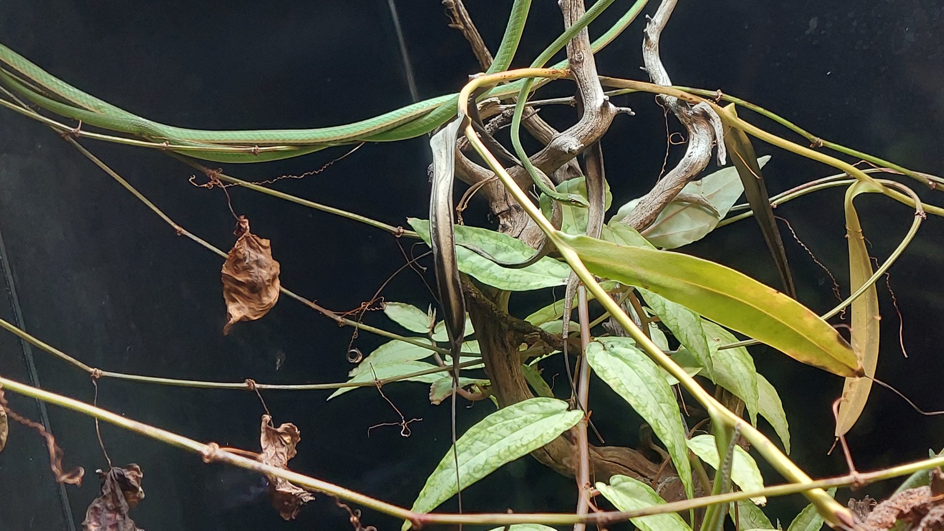 Burmese vine snake (Ahaetulla fronticincta)