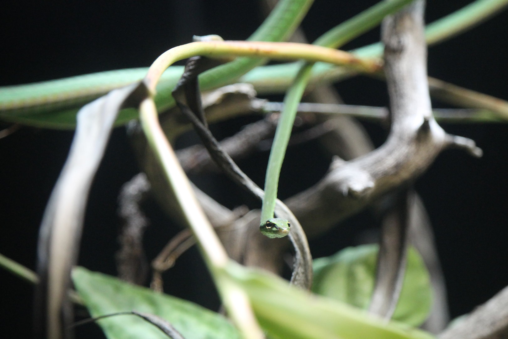 Burmese vine snake (Ahaetulla fronticincta)