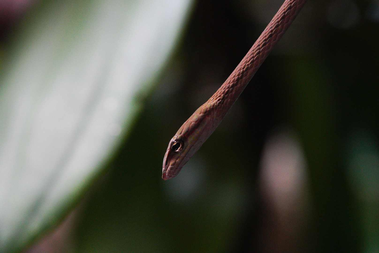 Burmese Vine Snake // Water World