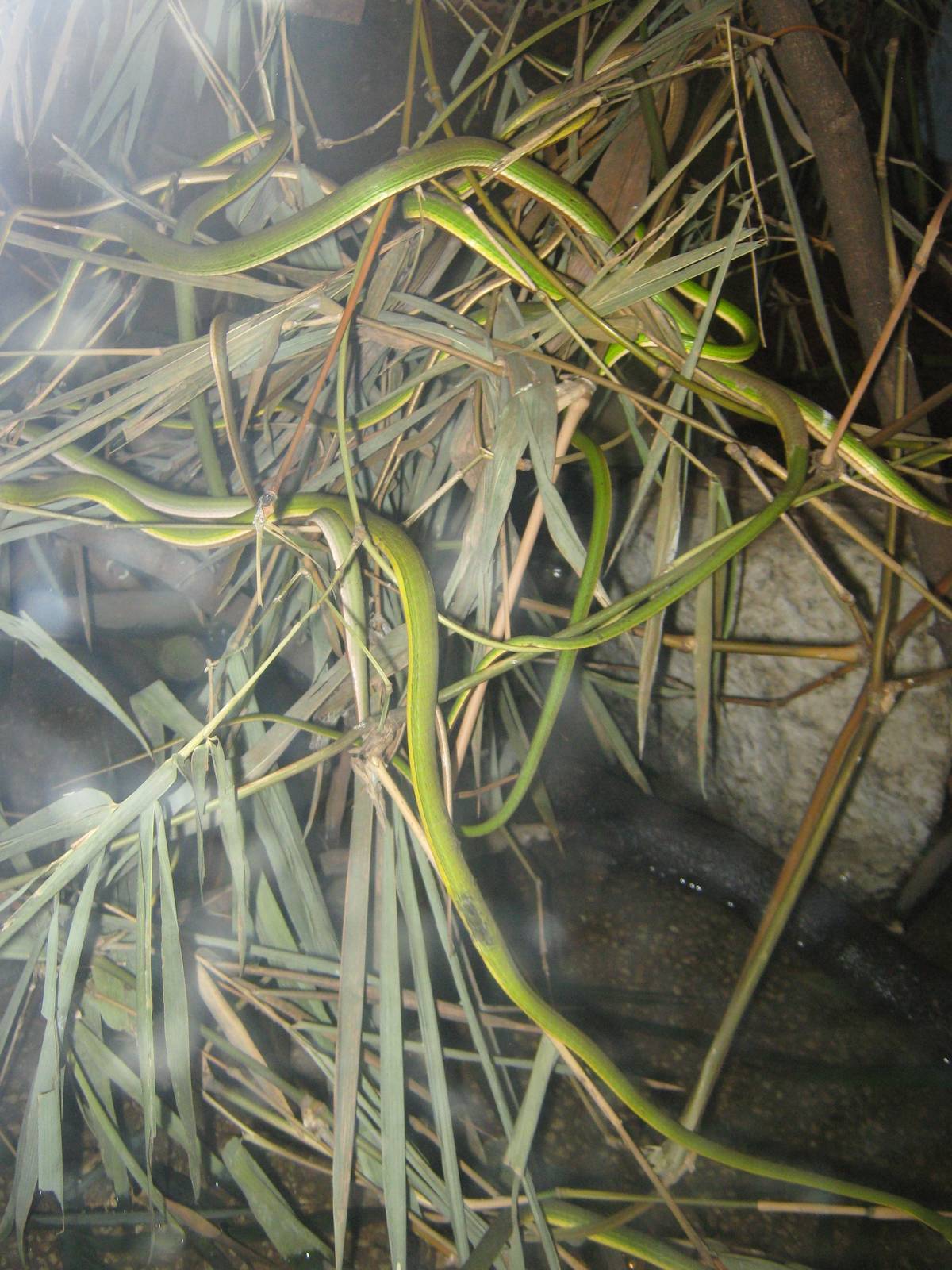 Burmese vine snakes (Ahaetulla fronticincta)