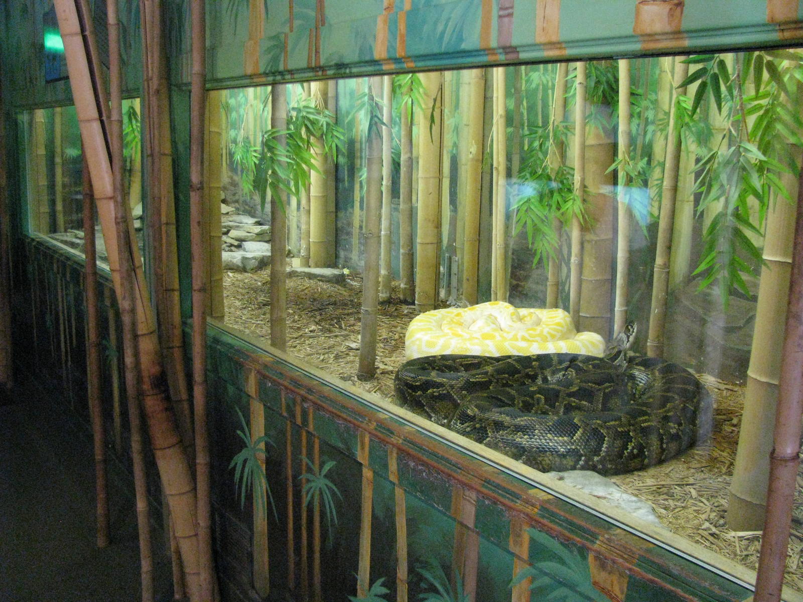 Burmuse Python Exhibit