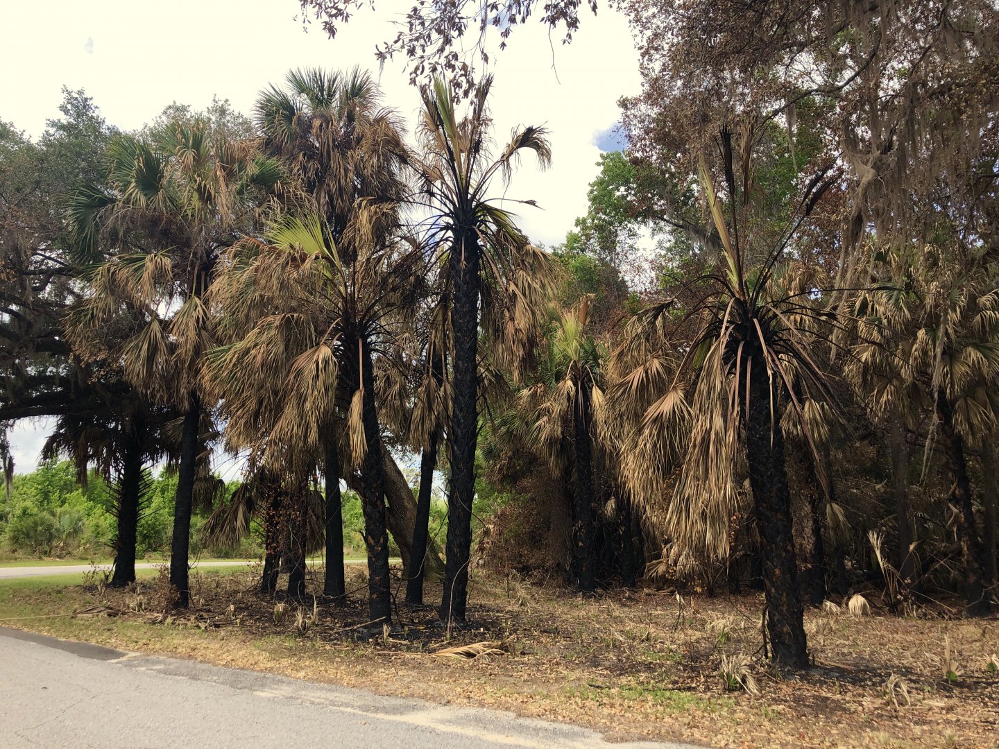 Burned Palm Trees
