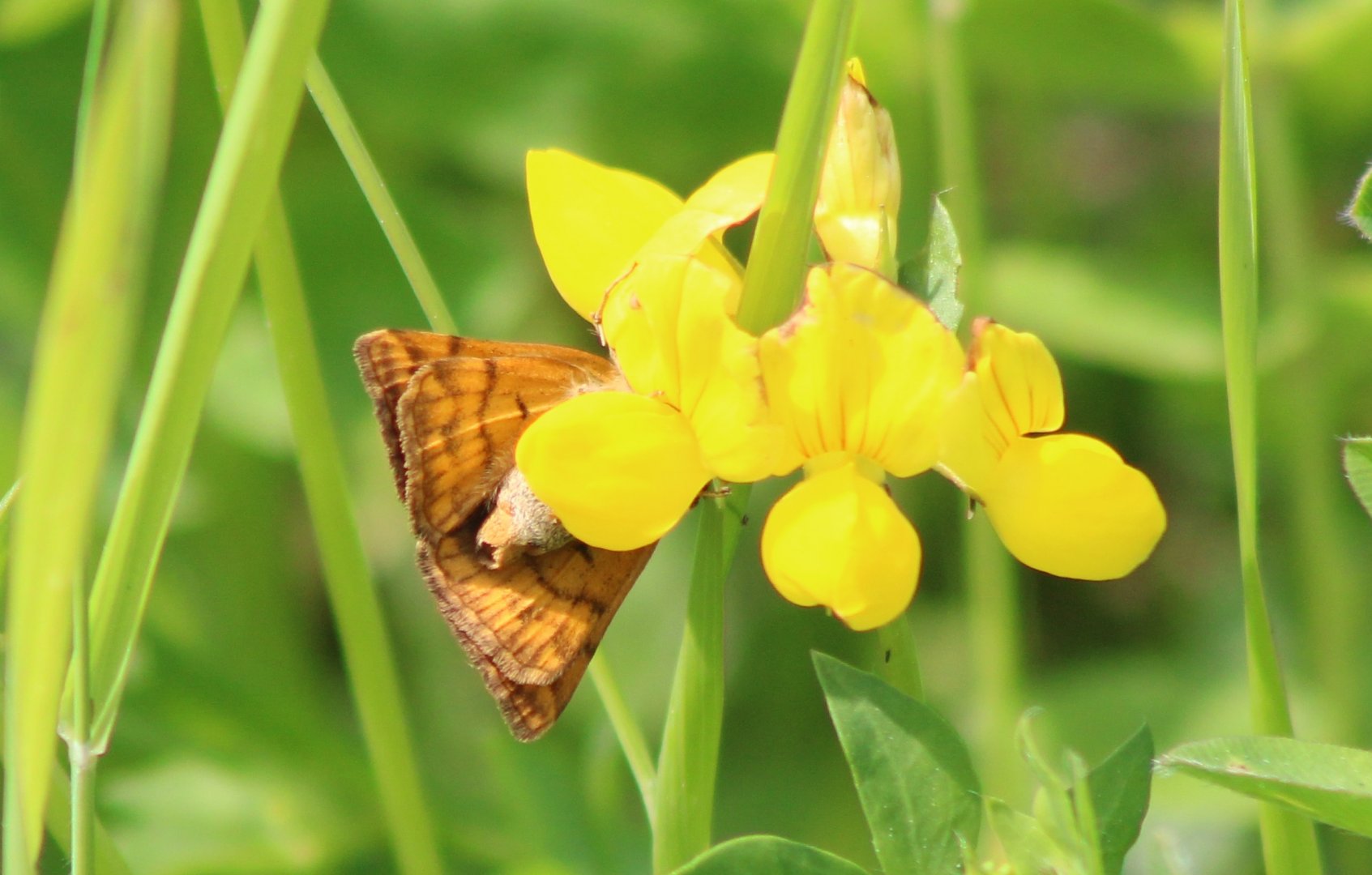 Burnet companion - Euclidia glyphica - underside