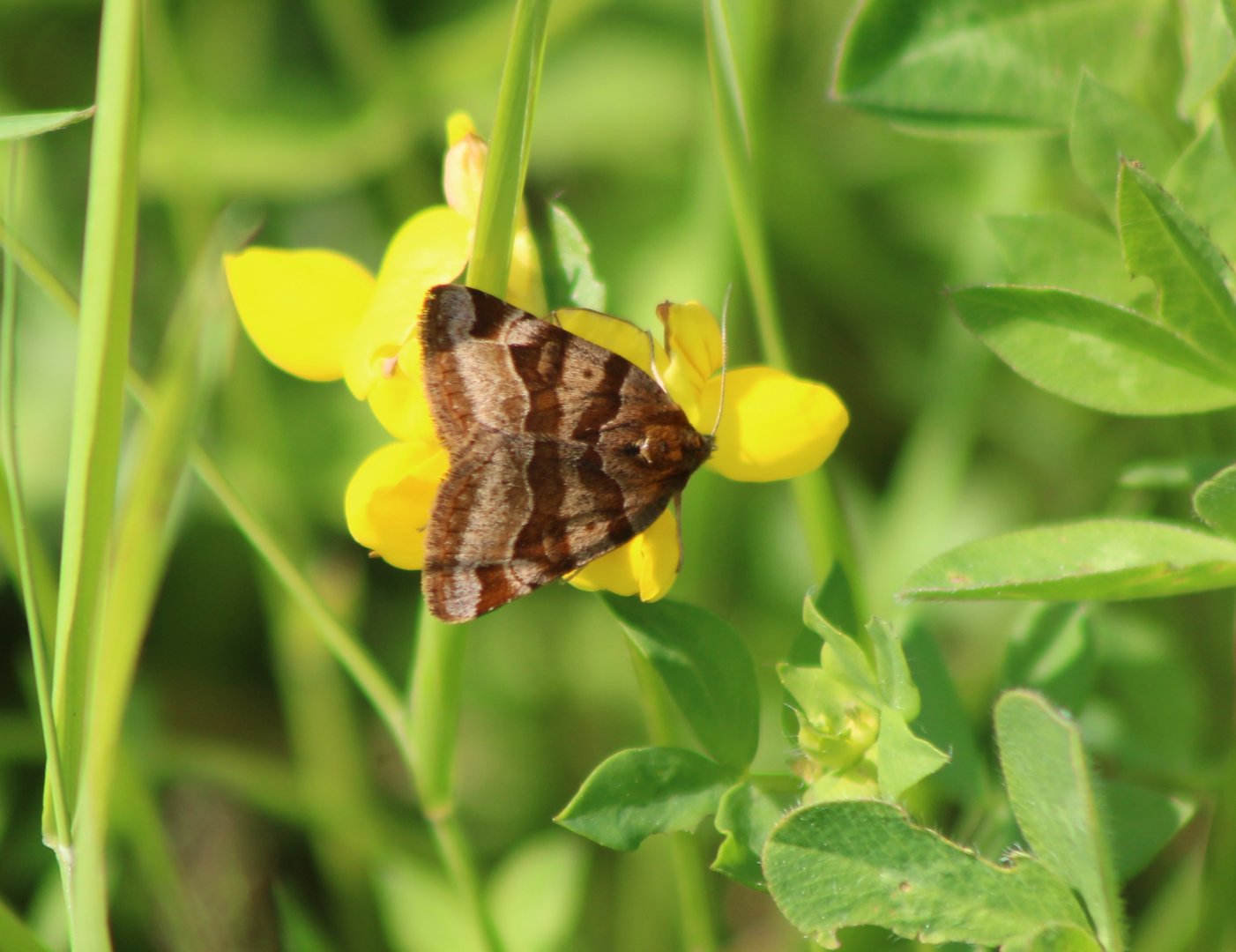 Burnet companion - Euclidia glyphica - upperside