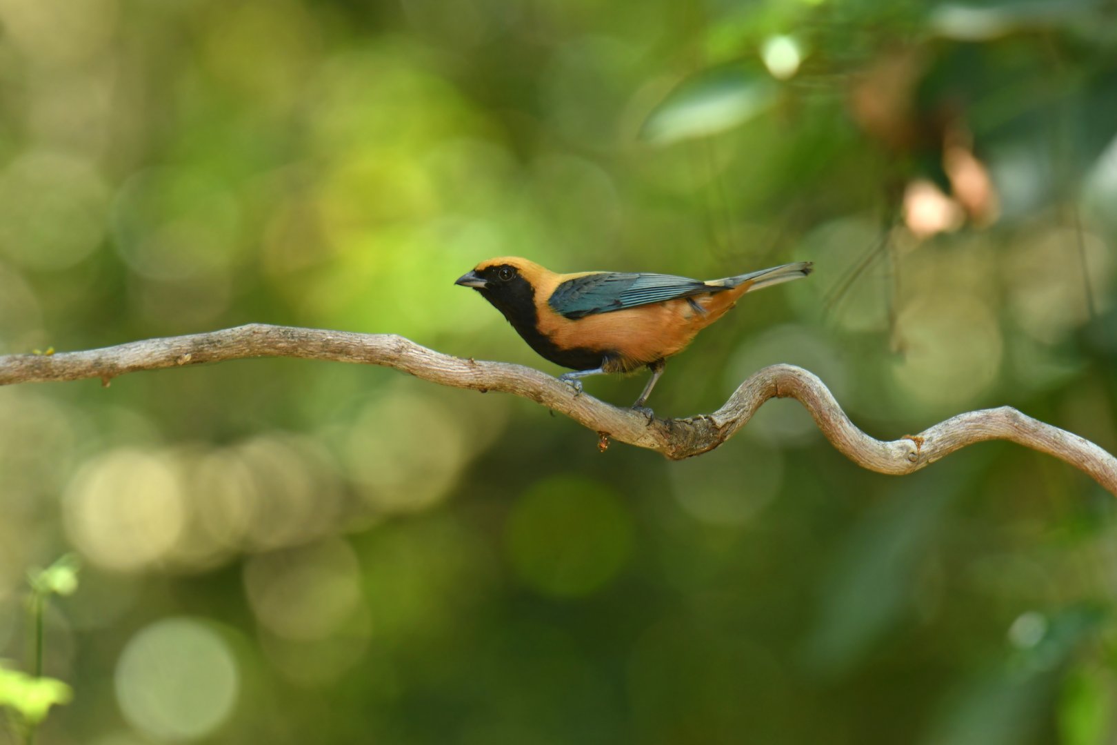 Burnished-buff Tanager (Stilpnia cayana)