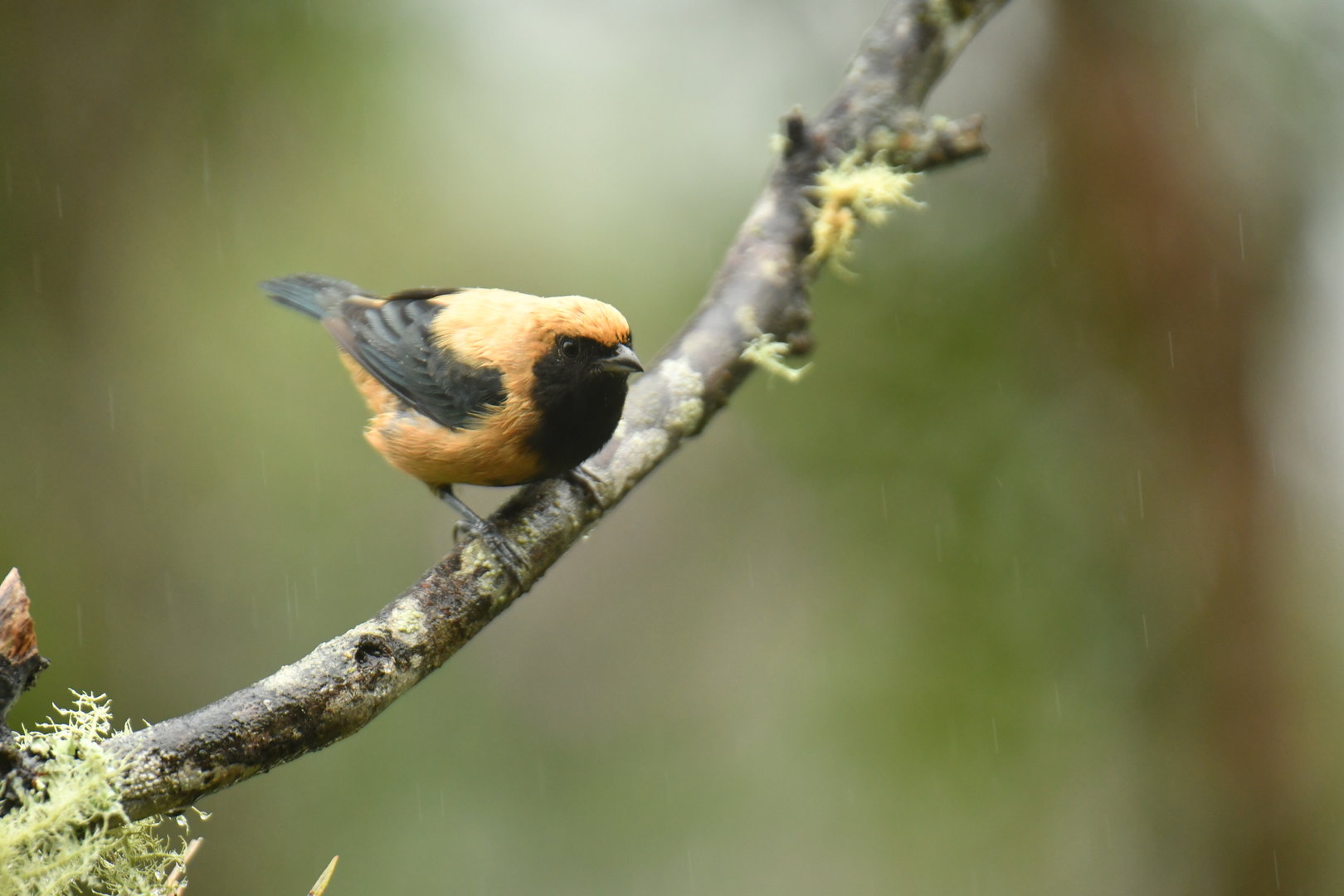 Burnished-buff Tanager Stilpnia cayana