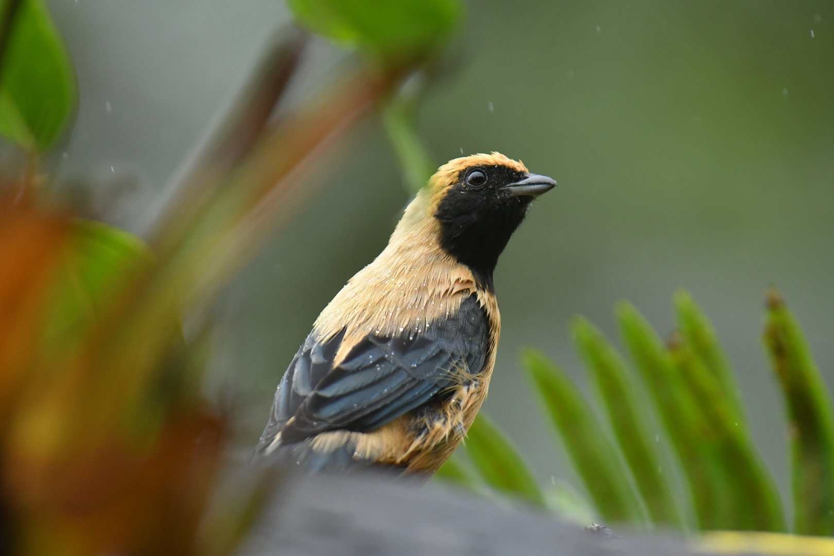 Burnished-buff Tanager Stilpnia cayana