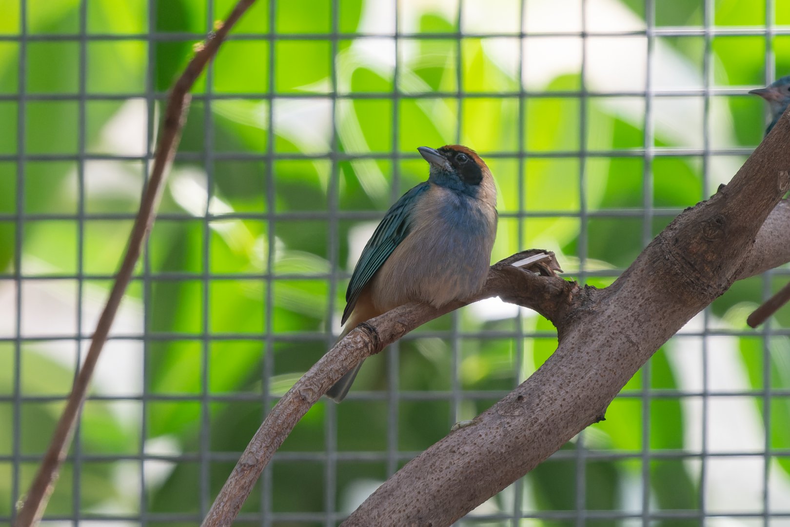 Burnished-buff tanager (Stilpnia cayana)
