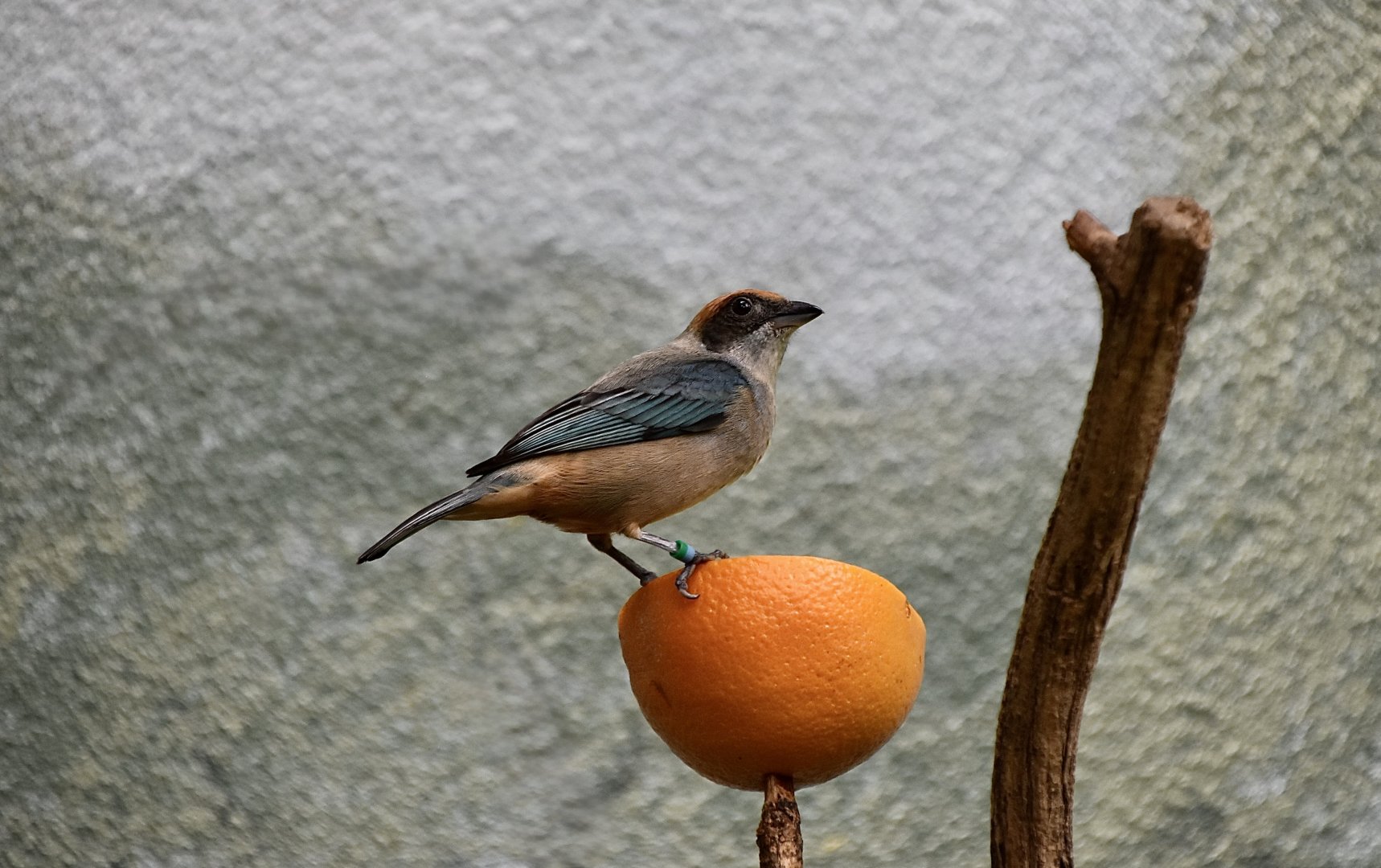 Burnished-Buff Tanager (Stilpnia cayana)