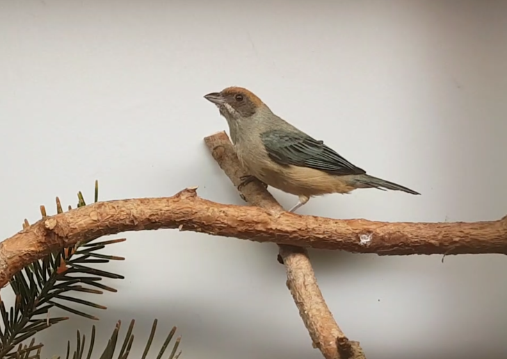 Burnished-buff tanager - Tangara cayana