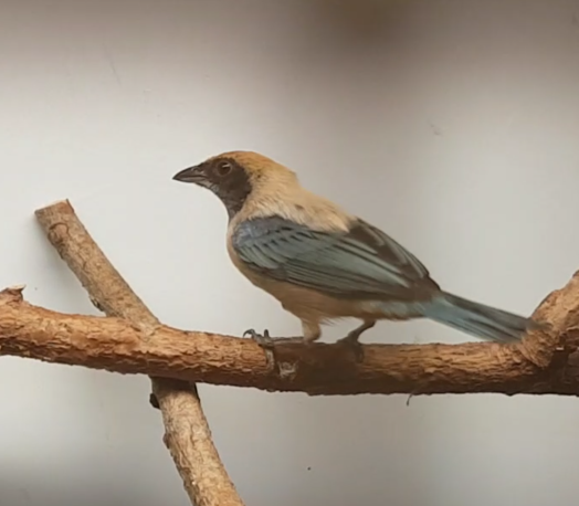 Burnished-buff tanager - Tangara cayana