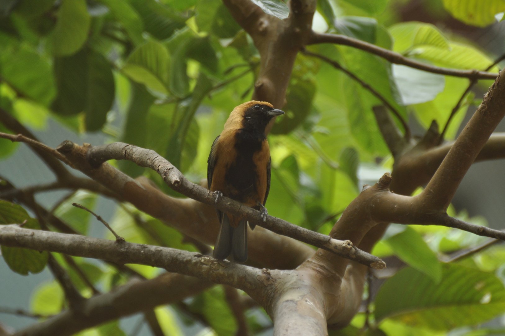Burnished-buff Tanager (Tangara cayana)