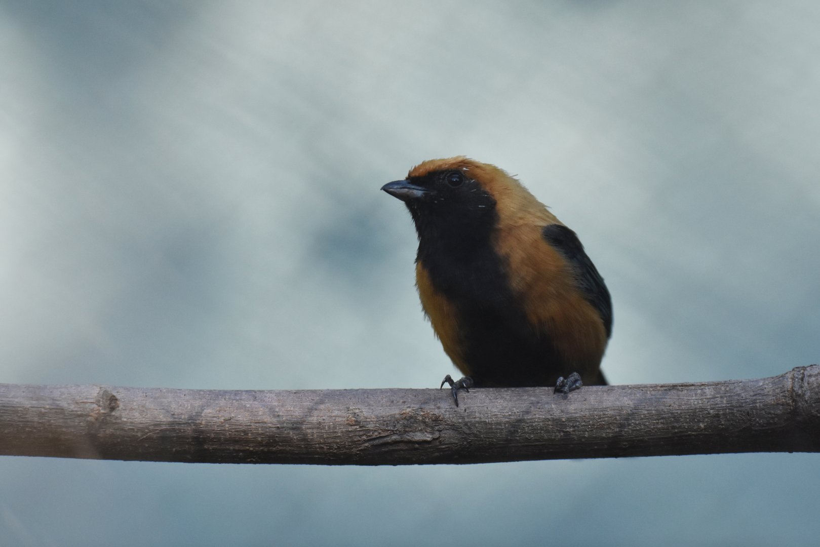 Burnished-buff Tanager (Tangara cayana)