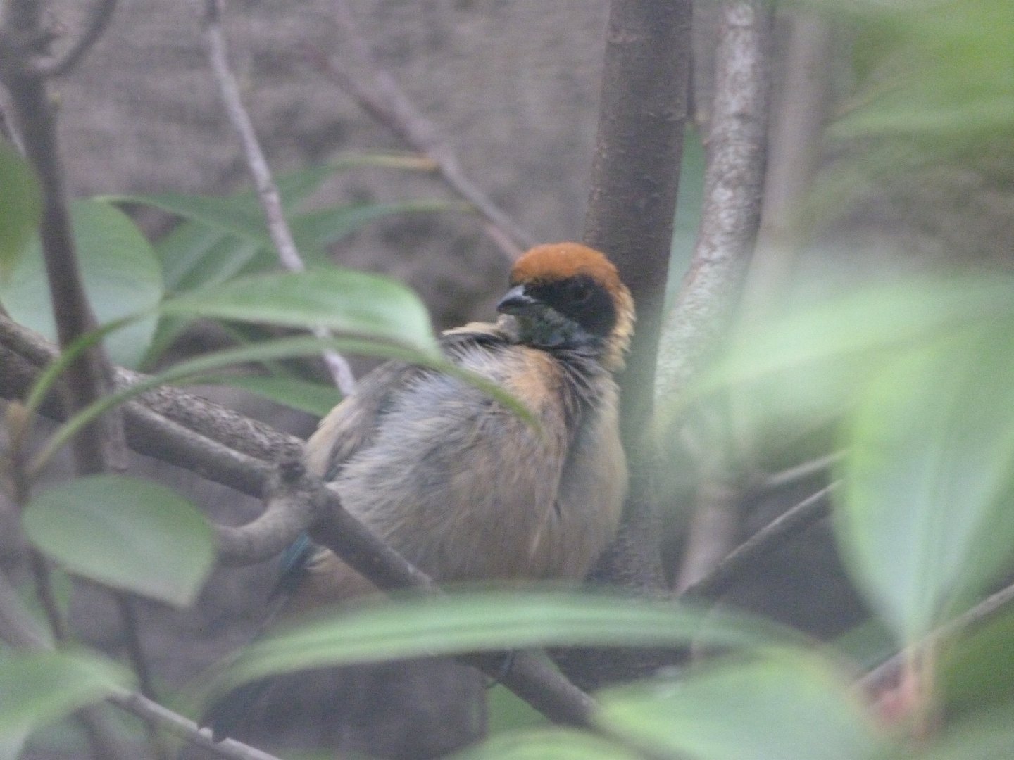 Burnished-buff tanager -Zoologischer Garten Berlin (2024)