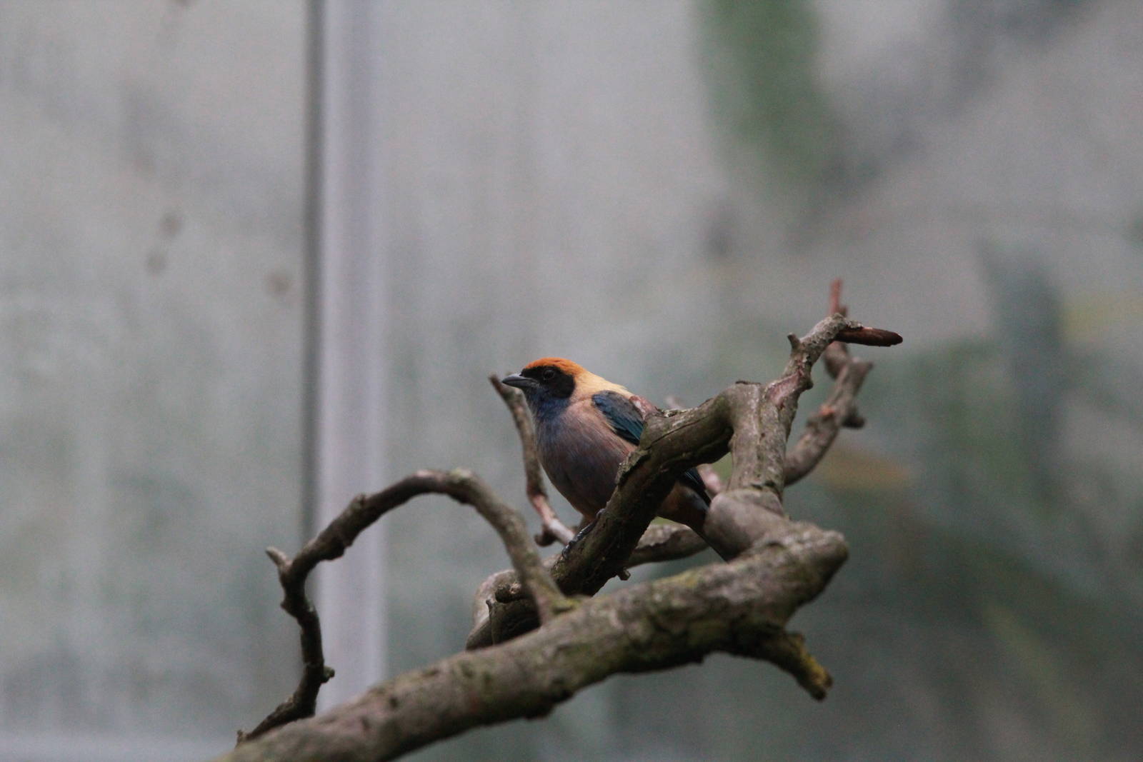 Burnished-buff Tanager