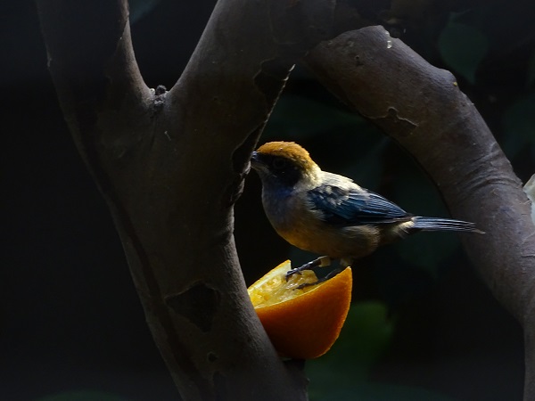 Burnished-buff tanager