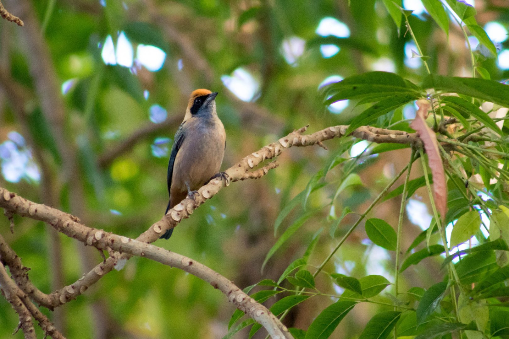 Burnished-buff tanager