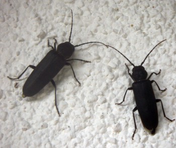 Burnt Pine Longhorns (Arhopalus ferus)