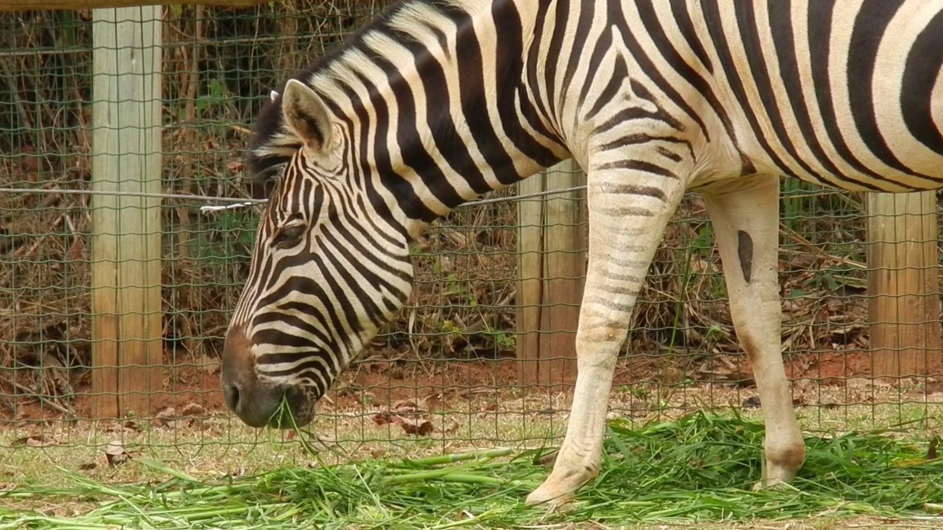 Burquell's zebra - Belo Horizonte zoo
