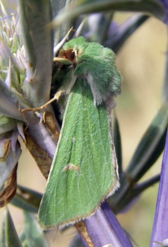 Burren Green (Calamia tridens)