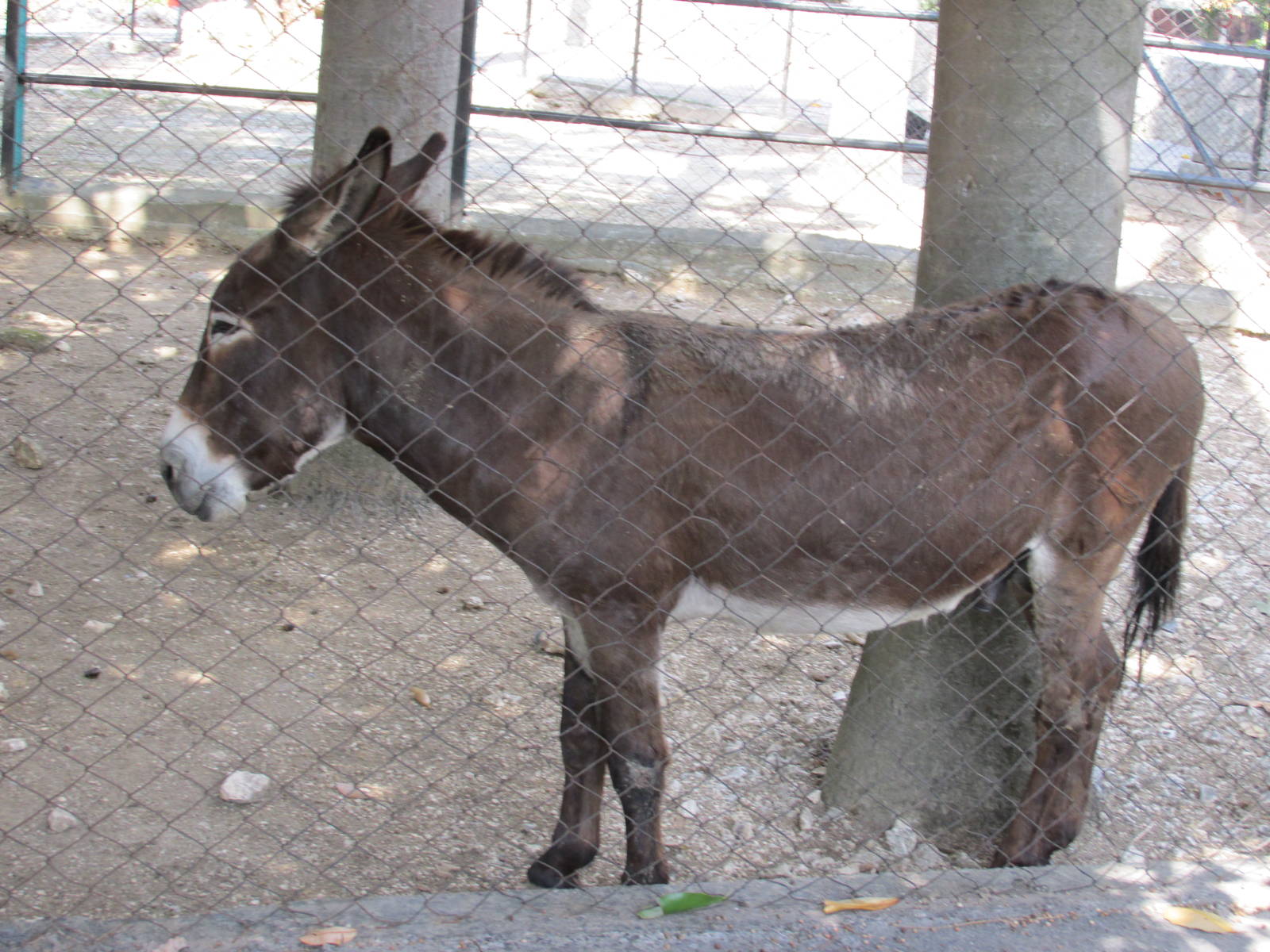 burro cubano havana zoo
