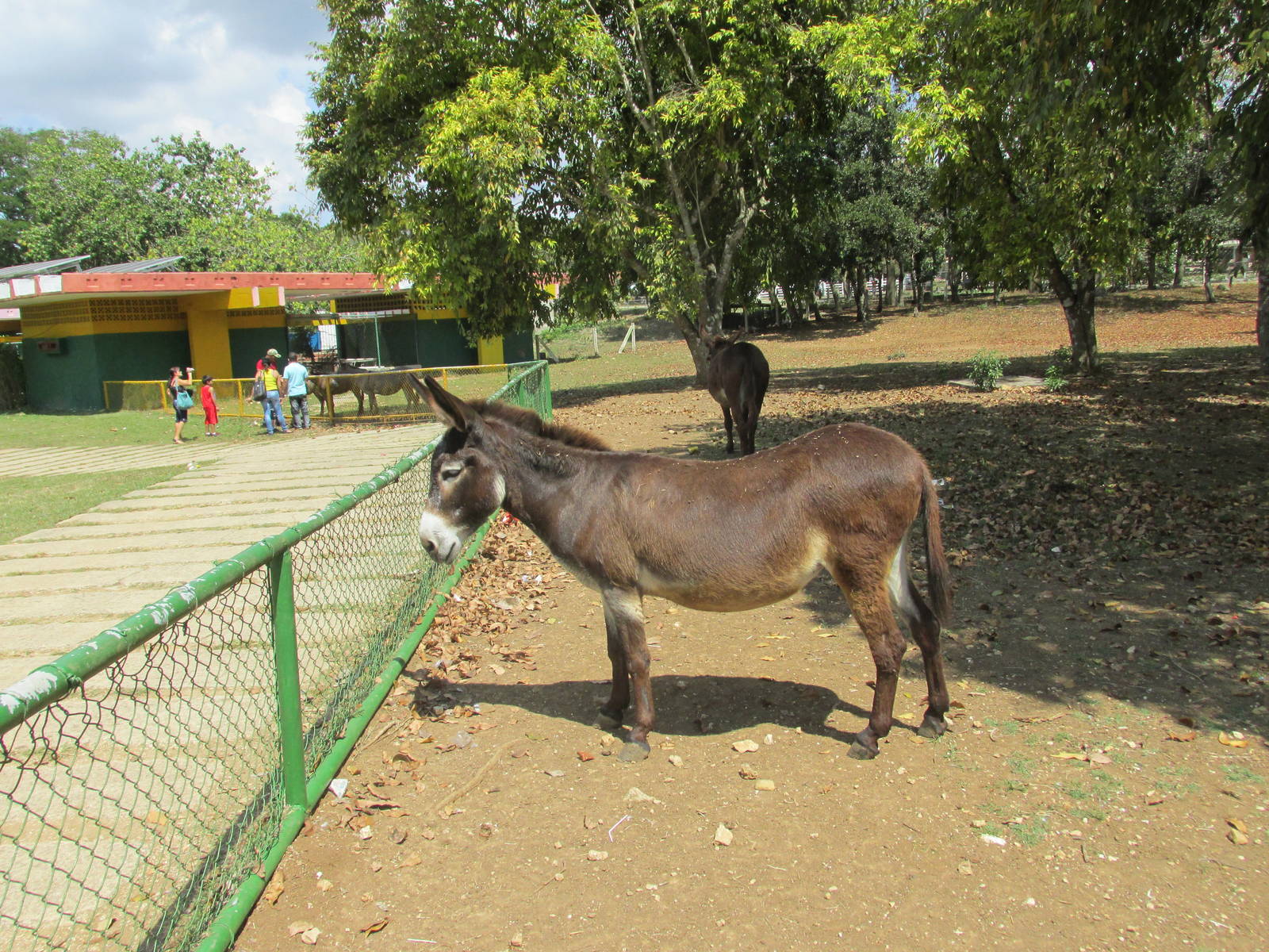 burro cubano zoologico nacional