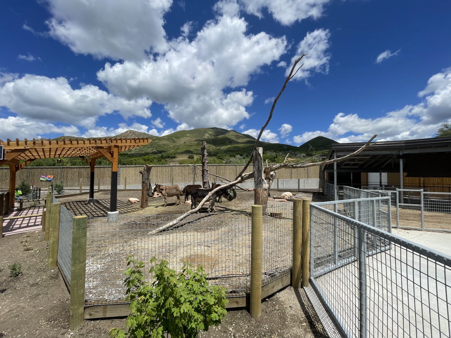 Burro Habitat and Shelter