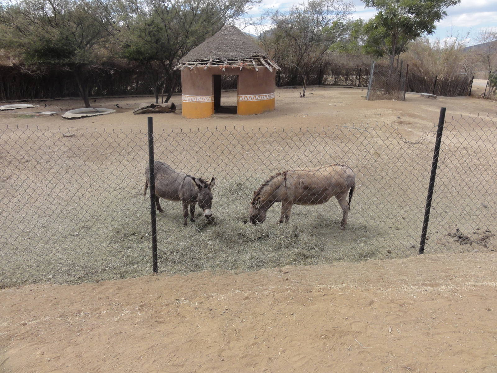 Burros