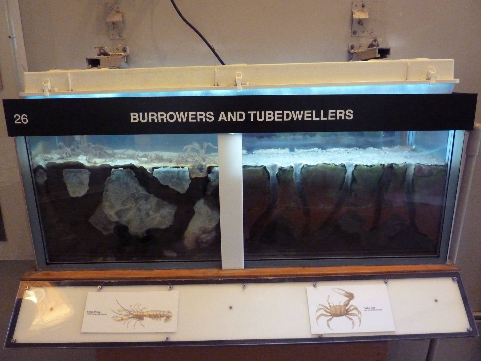 Burrowers + Tubedwellers