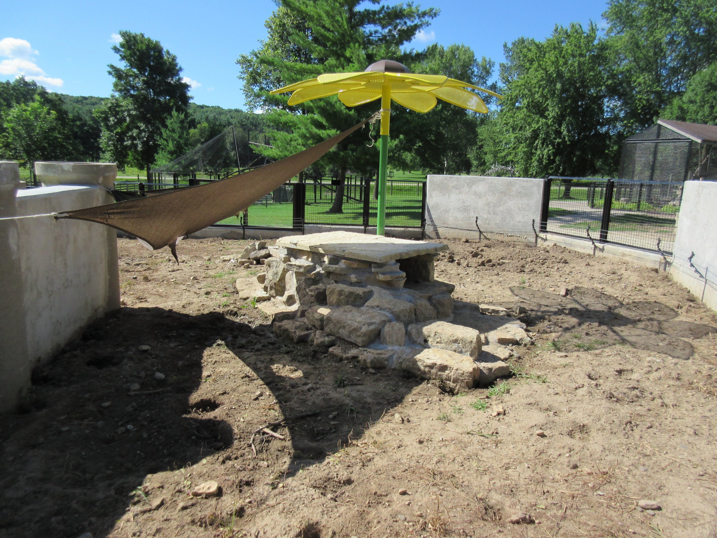 Burrowing Animals: American Badger Exhibit (New in 2018)