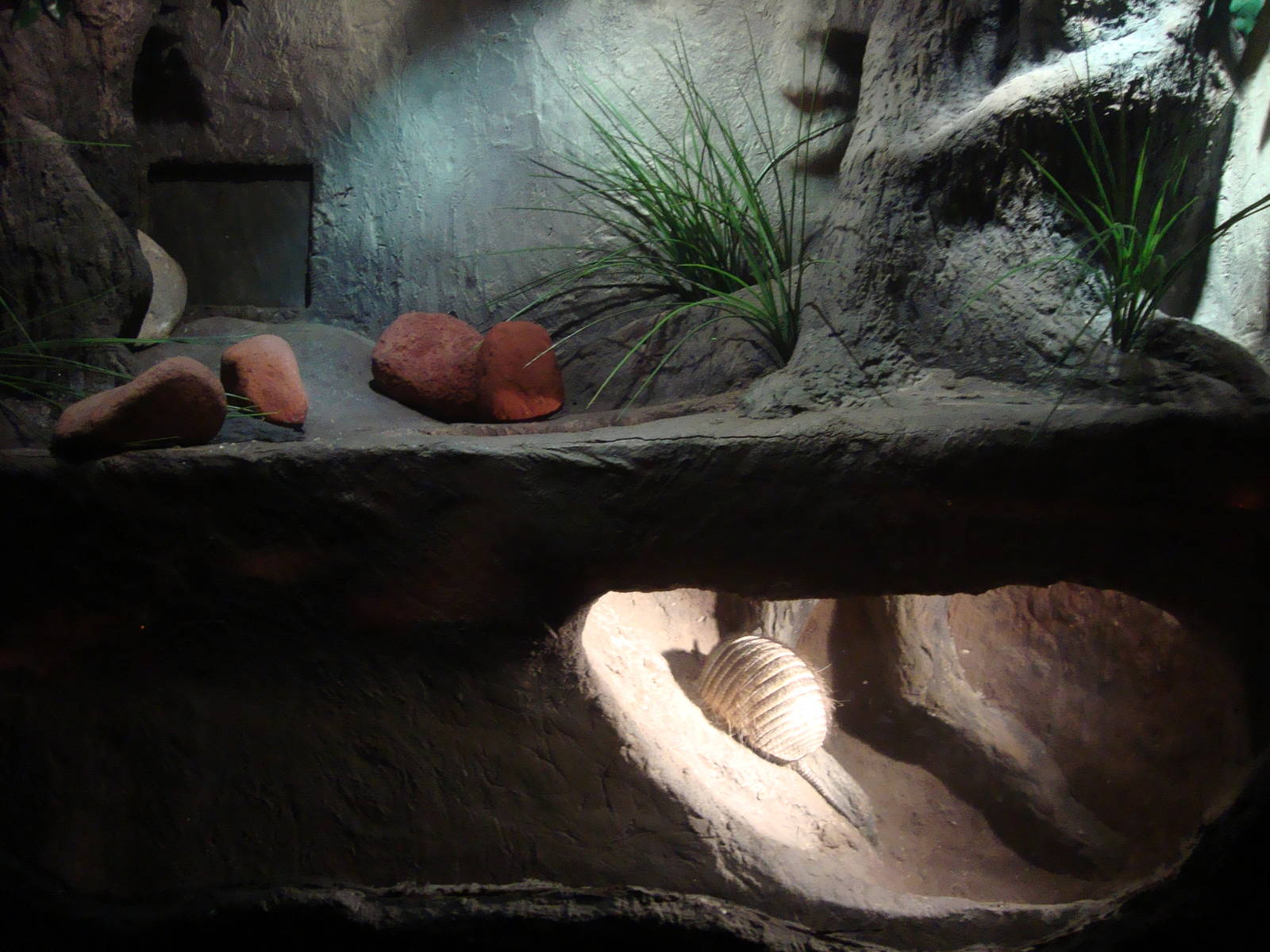 Burrowing animals' exhibits