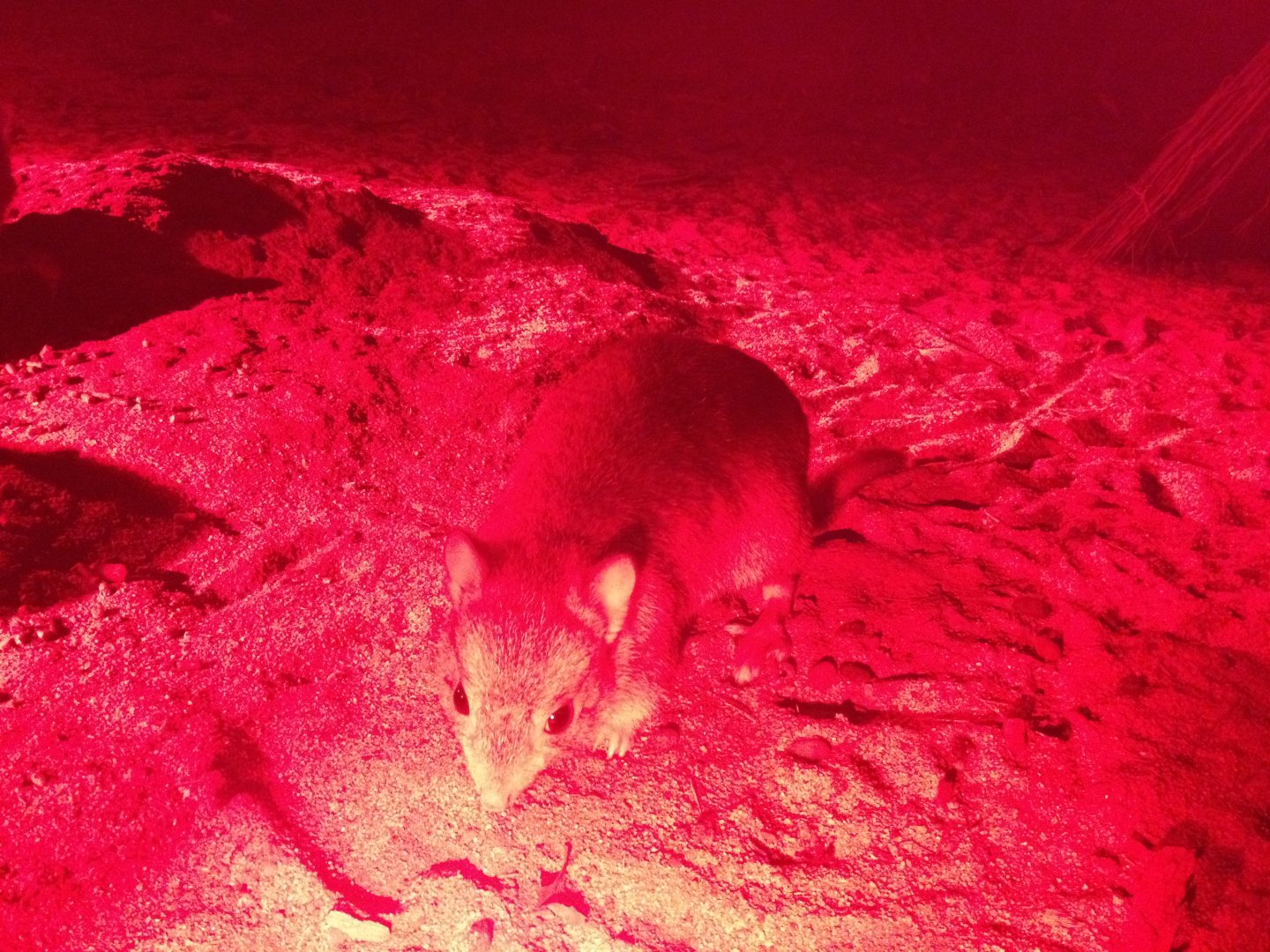 Burrowing Bettong (Bettongia lesueur)