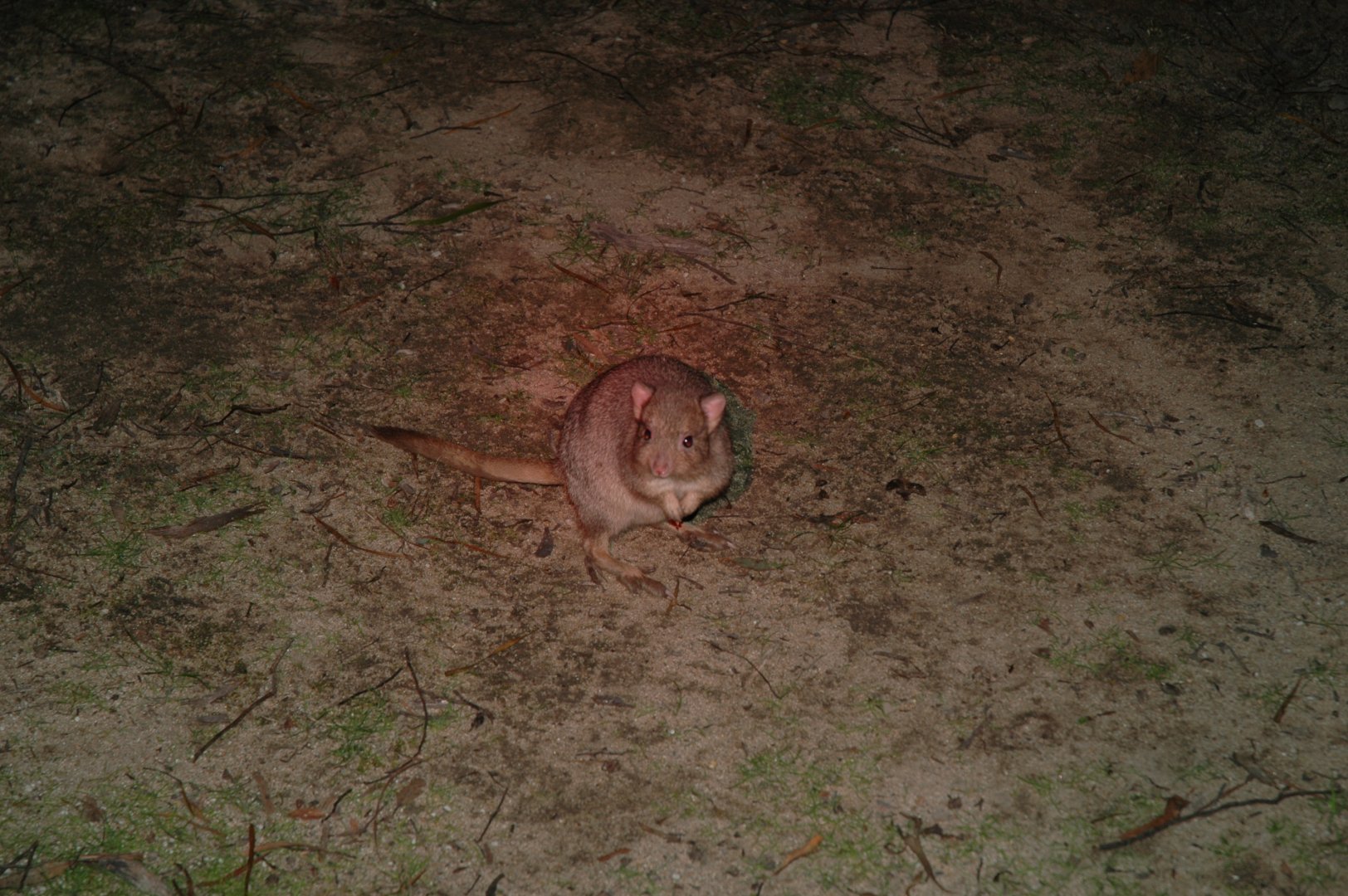 Burrowing Bettong (Bettongia lesueur)