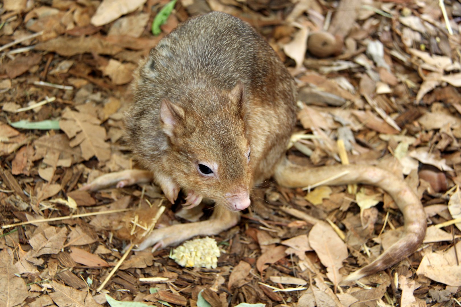 burrowing bettong or boodie (Bettongia lesueur)