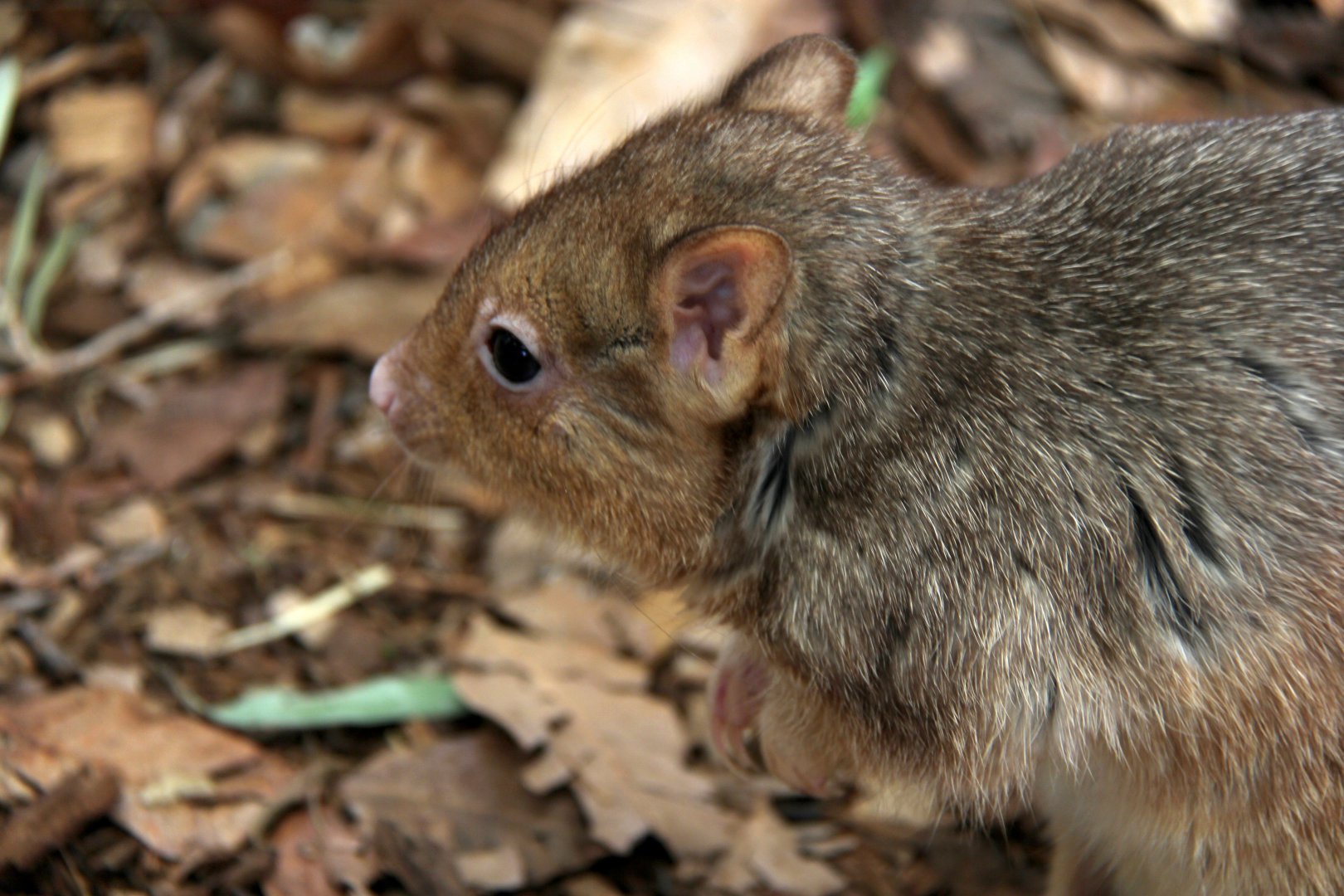 burrowing bettong or boodie (Bettongia lesueur)