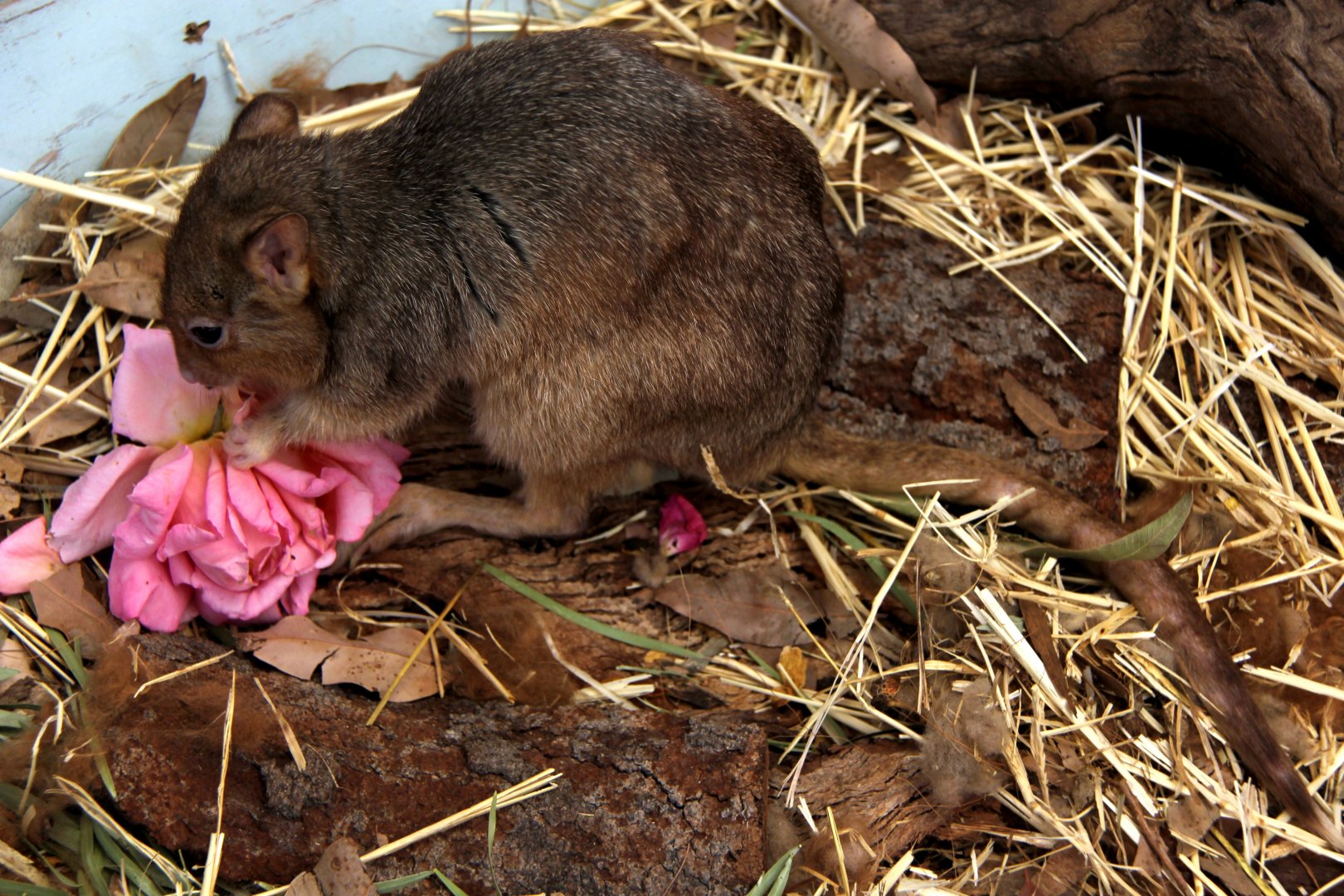 burrowing bettong or boodie (Bettongia lesueur)