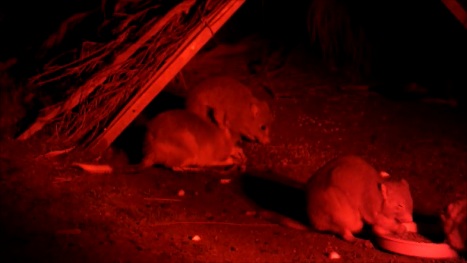 Burrowing Bettongs and Bilby-Barna Mia