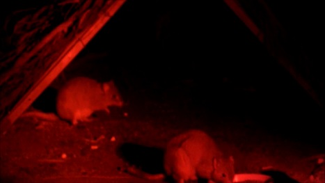 Burrowing Bettongs-Barna Mia