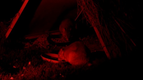 Burrowing Bettongs-Barna Mia