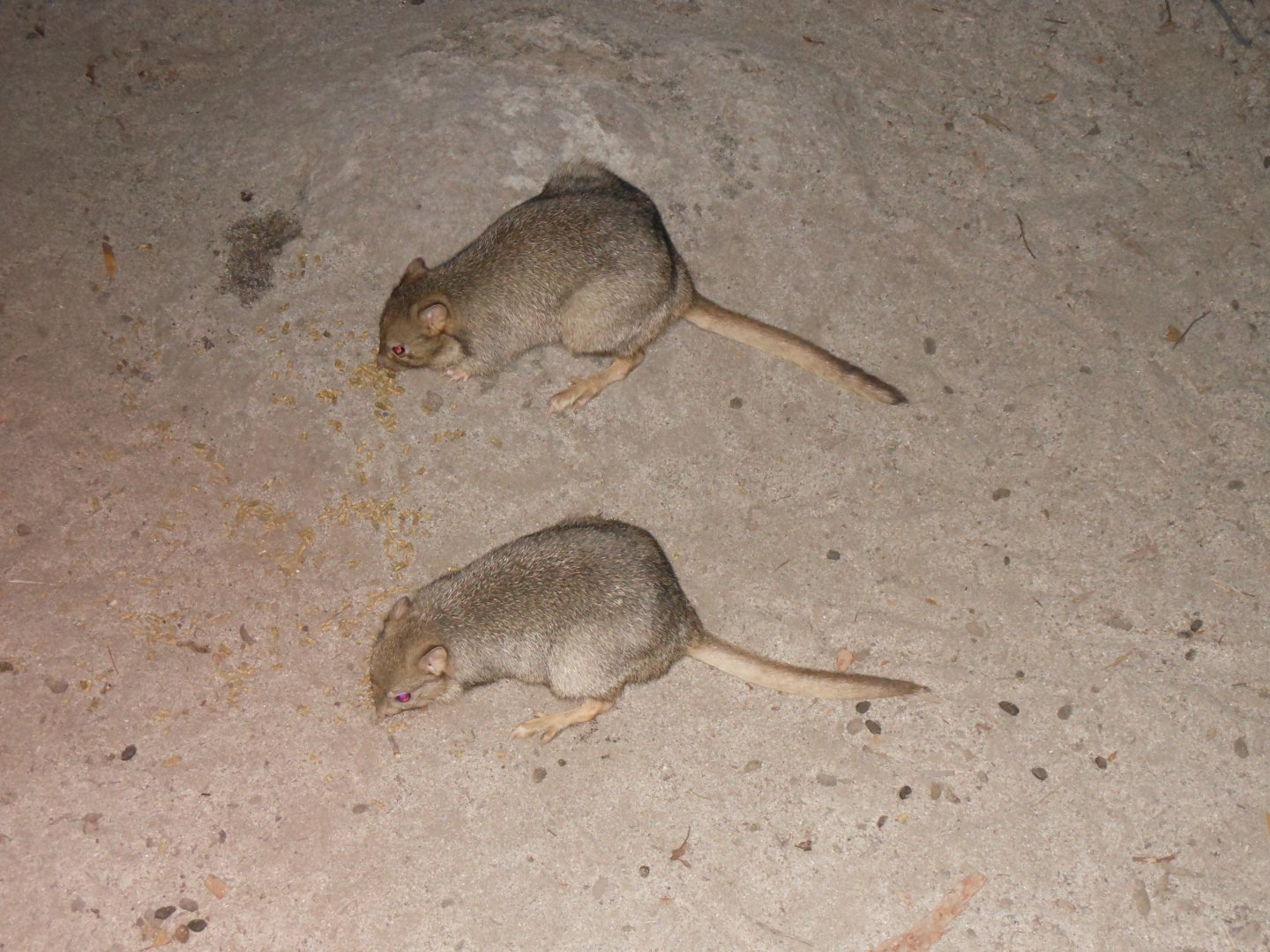 Burrowing Bettongs (Bettongia lesueur)