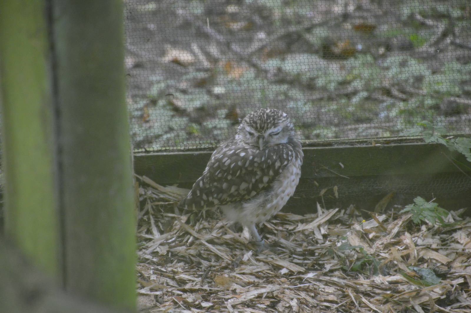 Burrowing Owl 050816