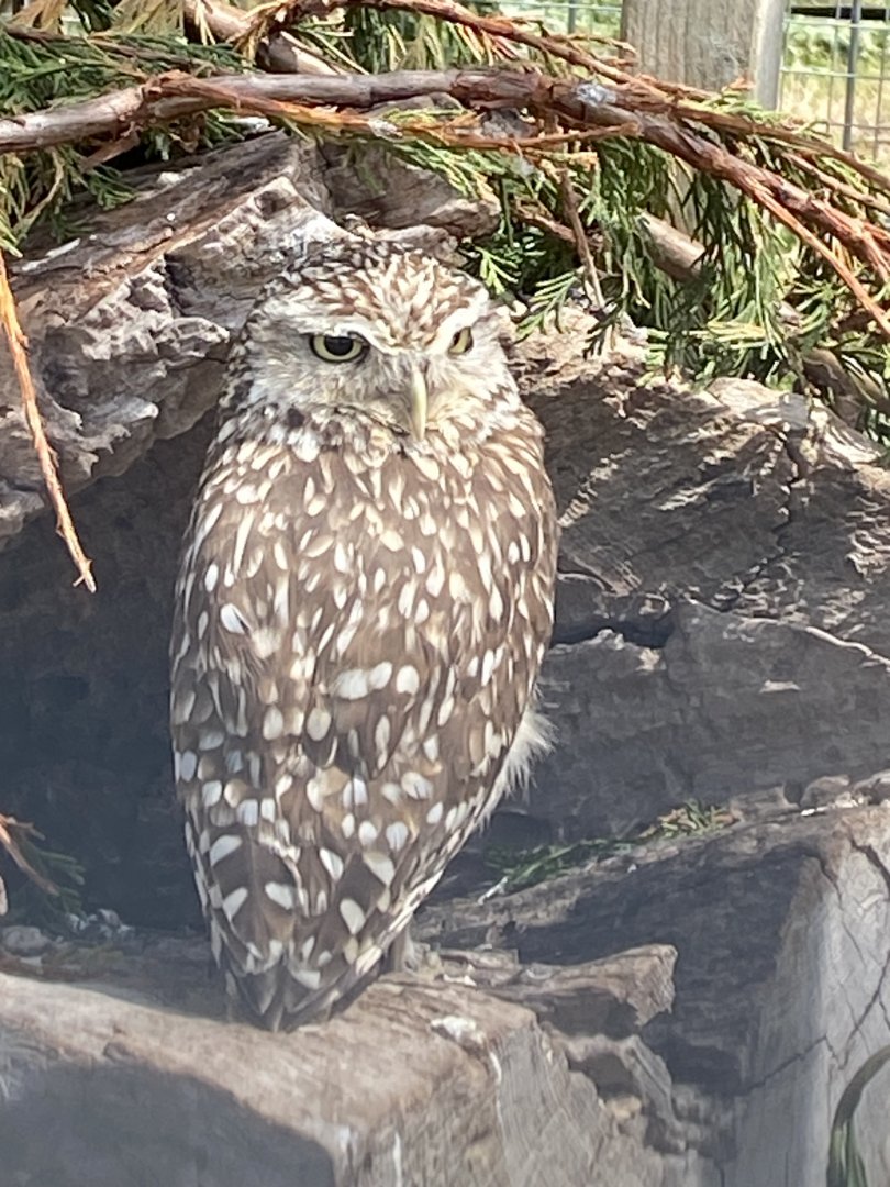 Burrowing owl 060625